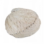 muszla do palenia ziół.